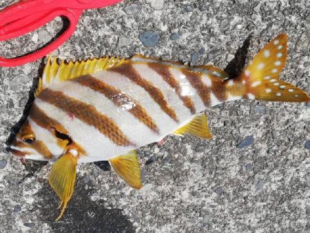 タコ、タカノハダイなど